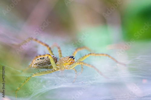 Grass Spiders or funnel-web spiders (Agelenidae) on web