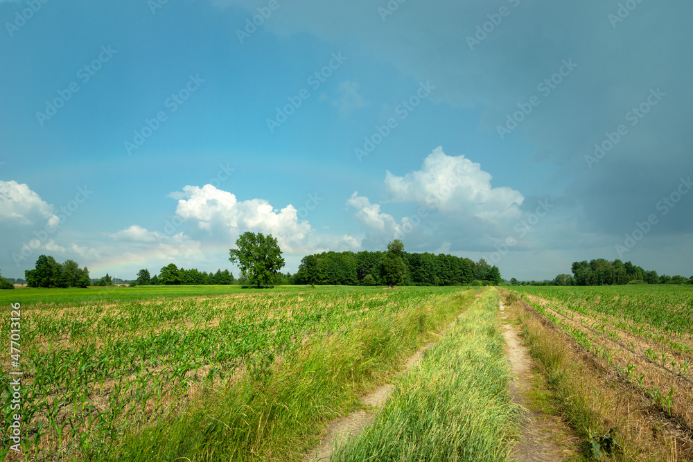 Rural road in young corn field and blue sky