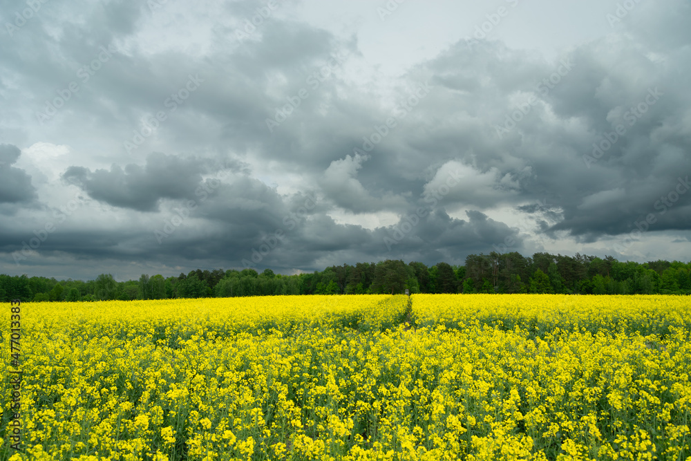 Dark cloudy sky over a blooming rape field