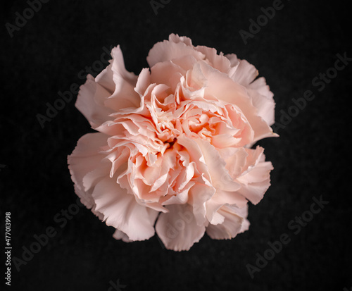 Top view of a flower on a black background. Macro photo.