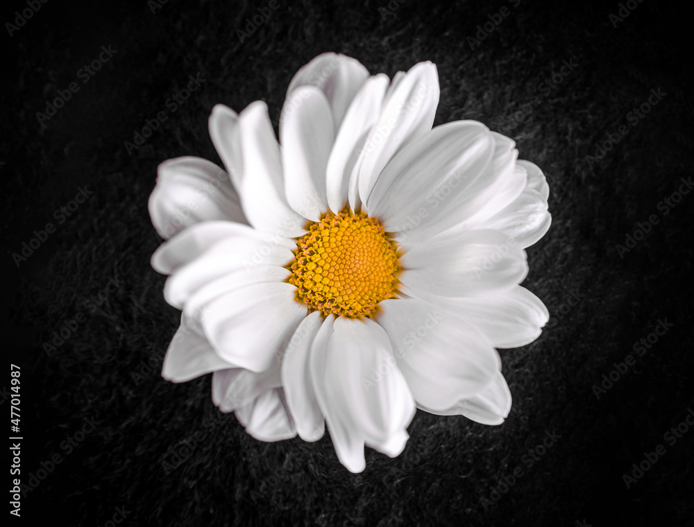 Top view of a flower on a black background. Selective focus. - obrazy, fototapety, plakaty 