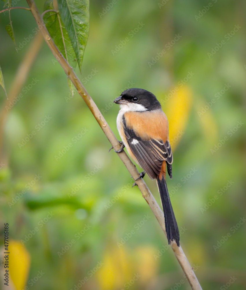 Fototapeta premium long-tailed shrike or rufous-backed shrike.