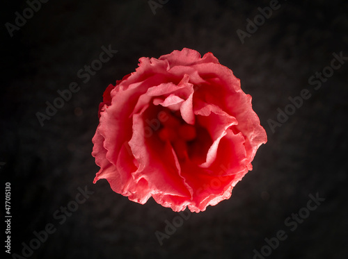 One flower on a black background. Bright and beautiful flower.
