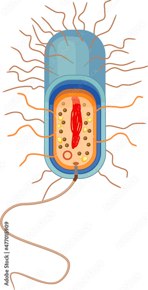 Bacterial cell structure. Prokaryotic cell with nucleoid, flagellum ...