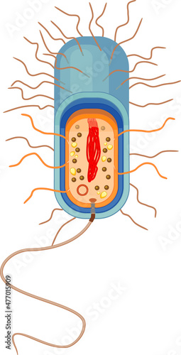 Bacterial cell structure. Prokaryotic cell with nucleoid, flagellum, plazmid and other organelles