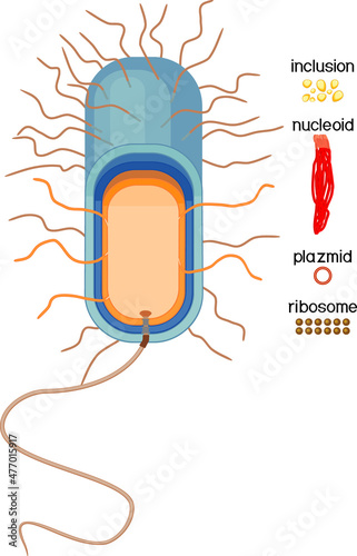 Educational game: assembling bacterial cell from ready-made components in form of stickers. Prokaryotic cell structure