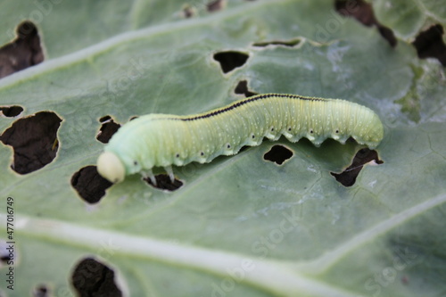caterpillar on a leaf