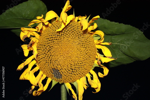 sunflower on black background