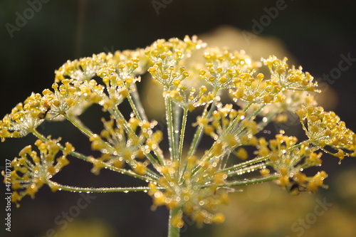 flower with dew drops