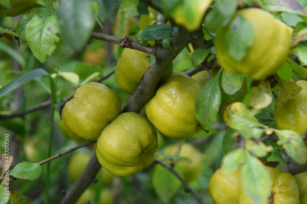 Ripe quince fruits on green branches in the summer garden. Ripe quince fruits on green branches in the summer garden.
