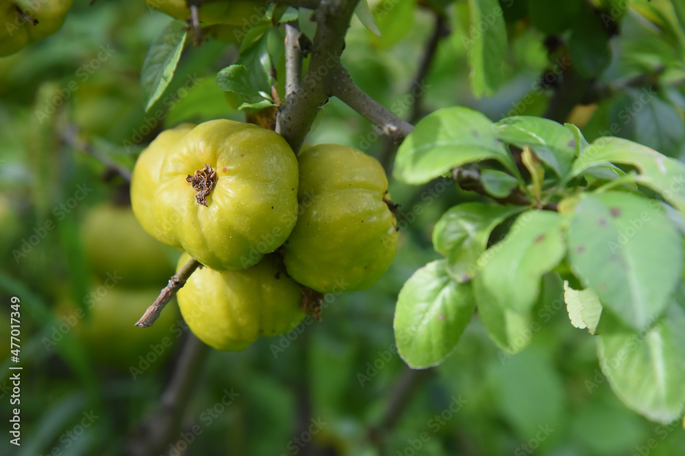 Ripening citrus fruits on green branches on a summer day, the background is blurred.