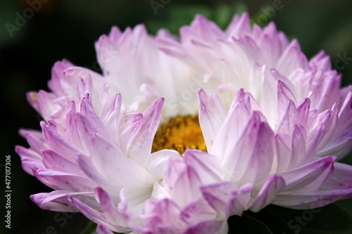 pink lotus flower