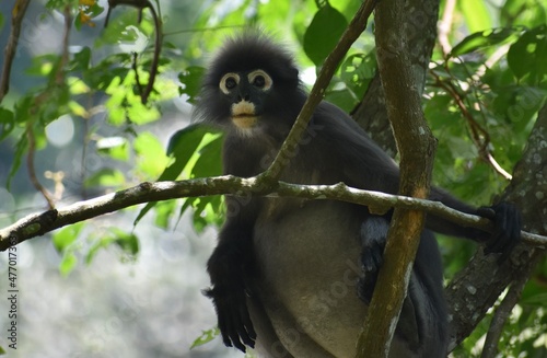Cute langur monkey looking cautiously at something in the jungle