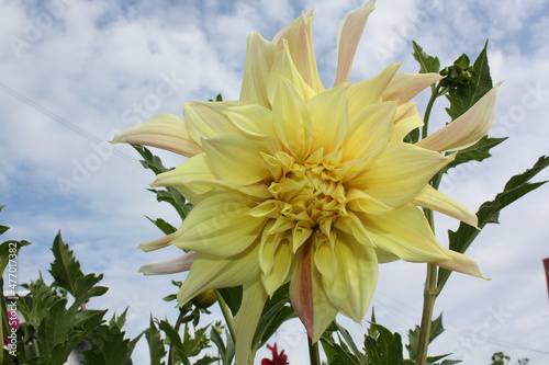yellow flowers against blue sky