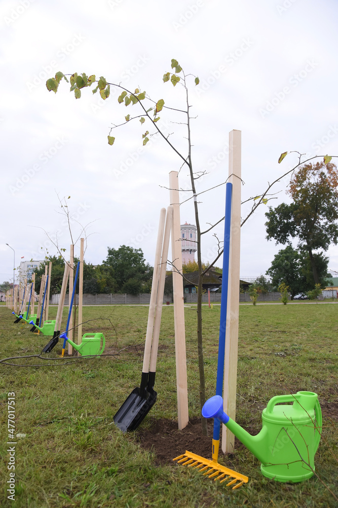 Young trees are planted in even rows, next to them are new rakes, shovels and watering can. Close-up of planted new young lime trees.