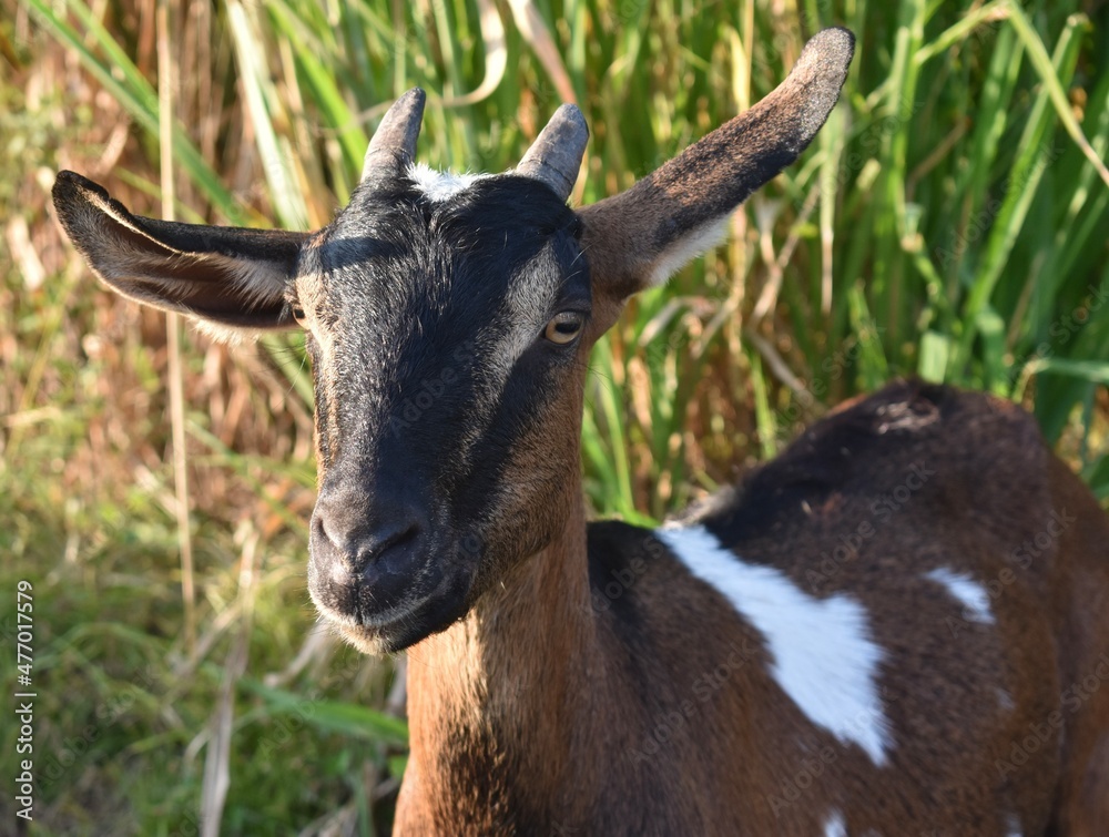 Close up of a multicoloured goat looking at the camera at a farm