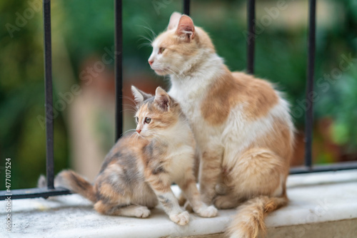 cute kitten cats looking at camera and relax