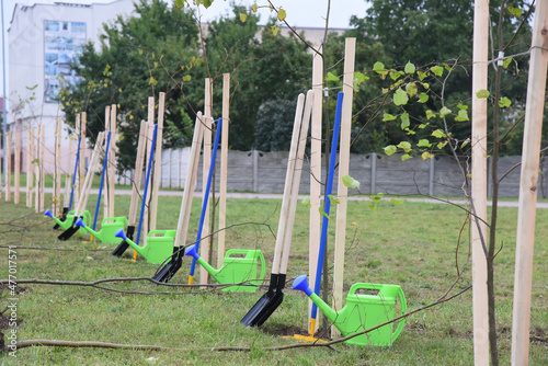 Autumn planting of young trees in an urban environment, there are new shovels and watering cans nearby.