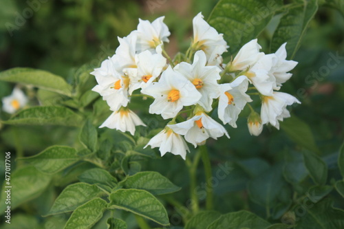white flowers