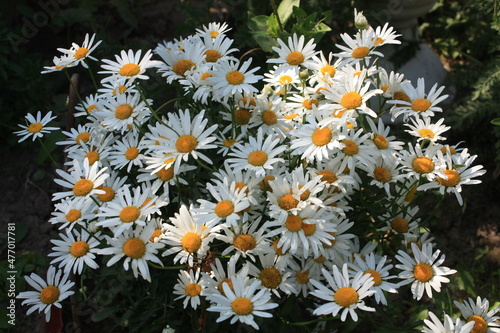 daisies in a field