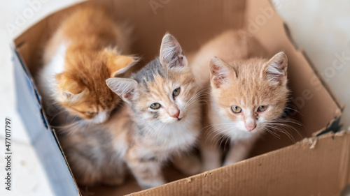 cute kitten cats looking at camera and relax © Birol