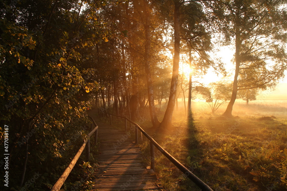 Obraz premium Schopflocher Moor Path to sunrise