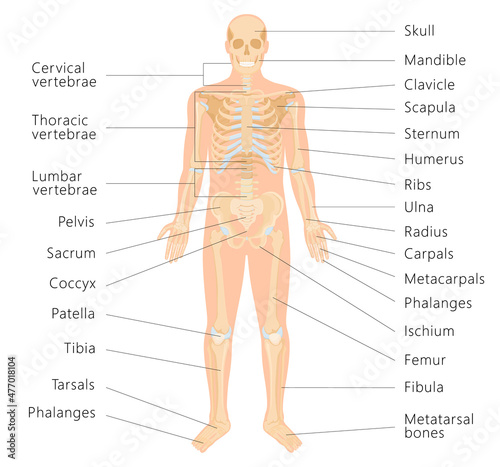 Human skeletal system with letterings of bones infographics on white background. Medical banner. Realistic yellow bones of limbs or skull, trunk with spine and ribs. Front view, isolated vector
