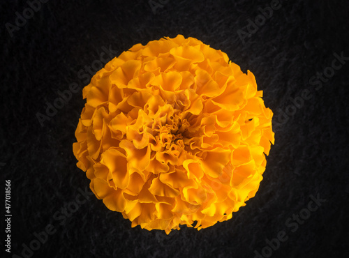 Studio shot of flower on a black background. Closeup. photo