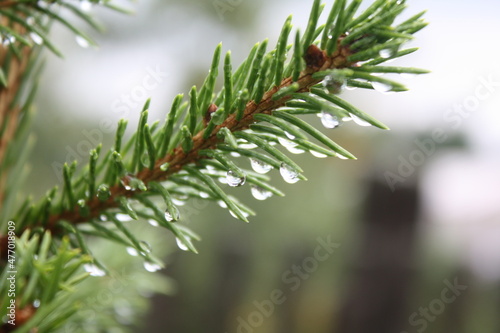 christmas tree branches