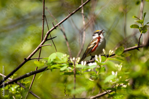 Male Chestnut-sided Warbler (Setophaga pensylvanica) singing in a tree photo