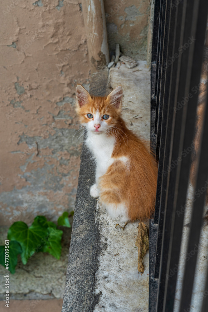 cute kitten cats looking at camera and relax cute kitten cats looking at camera and relax