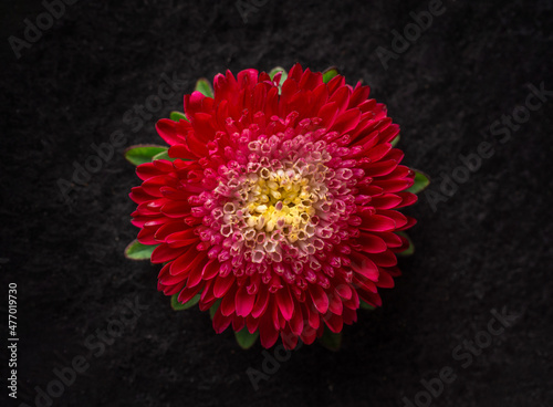 Top view of a flower on a black background. Closeup. photo