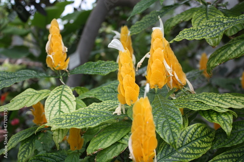 yellow and green leaves