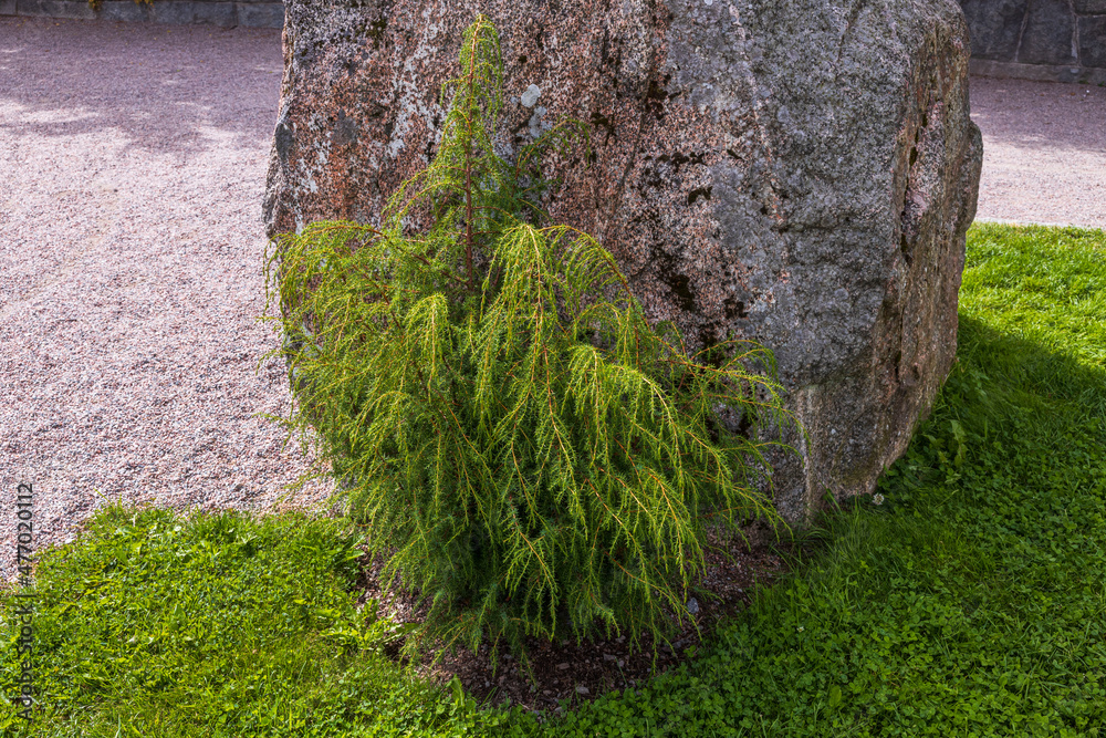 Fototapeta premium Beautiful view of a juniper near a large stone. Green nature backgrounds. Sweden.