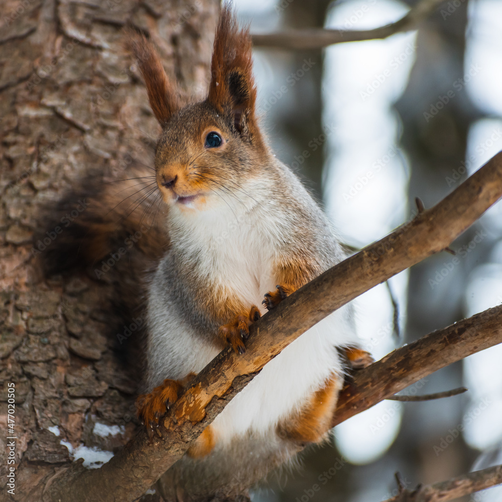 A squirrel in a gray winter coat sits on a tree. Eurasian red squirrel. Sciurus vulgaris. A squirrel in a gray winter coat sits on a tree. Eurasian red squirrel. Sciurus vulgaris.