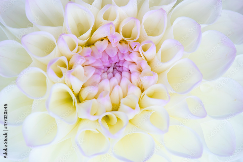 Dahlia flower Dahlia flower