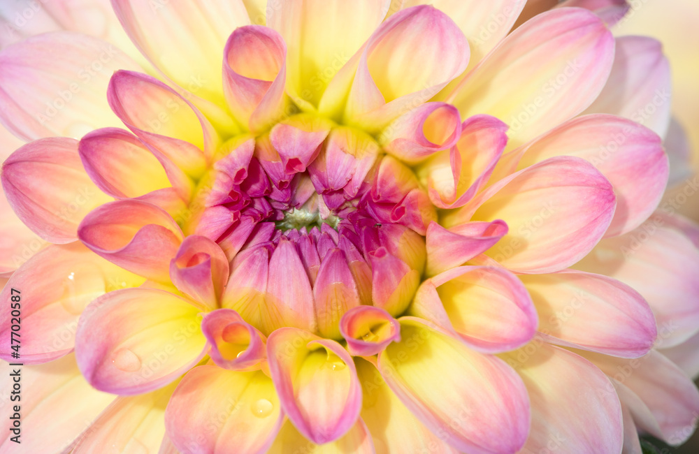 Fototapeta premium Dahlia flower