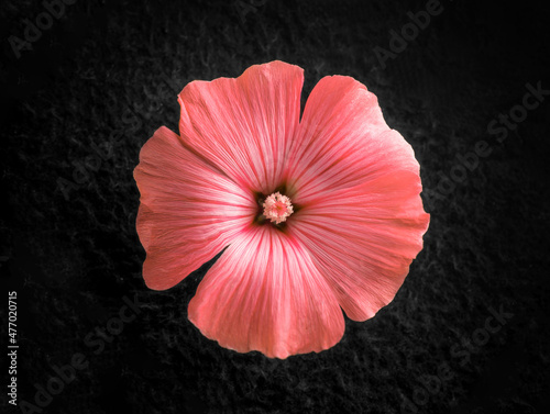 Studio shot of flower on black background. Close up.