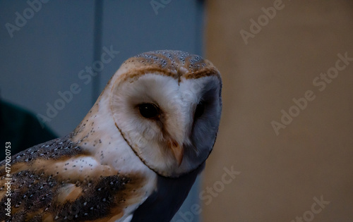 portrait small domestic barn owl looking at camera