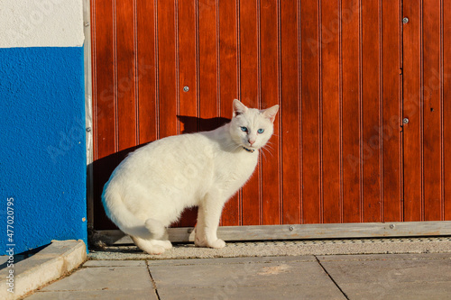 White cat taking sun in a street
