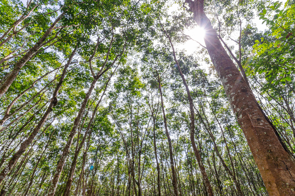 Fototapeta premium Rubber tree, Latex rubber, Plantation and tree rubber