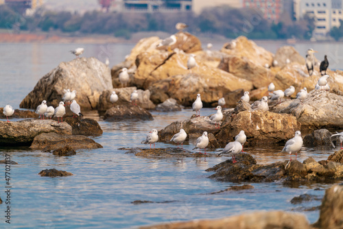 seagulls are flying over blue sea