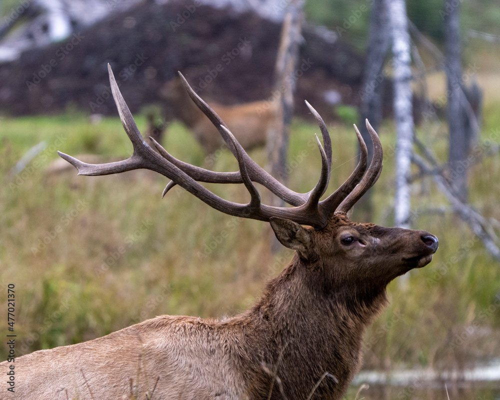 Elk Stock Photo and Image. Buck animal head shot close-up profile side view with a blur forest background in its environment and habitat surrounding. Hunting season. Elk Stock Photo and Image. Buck animal head shot close-up profile side view with a blur forest background in its environment and habitat surrounding. Hunting season.