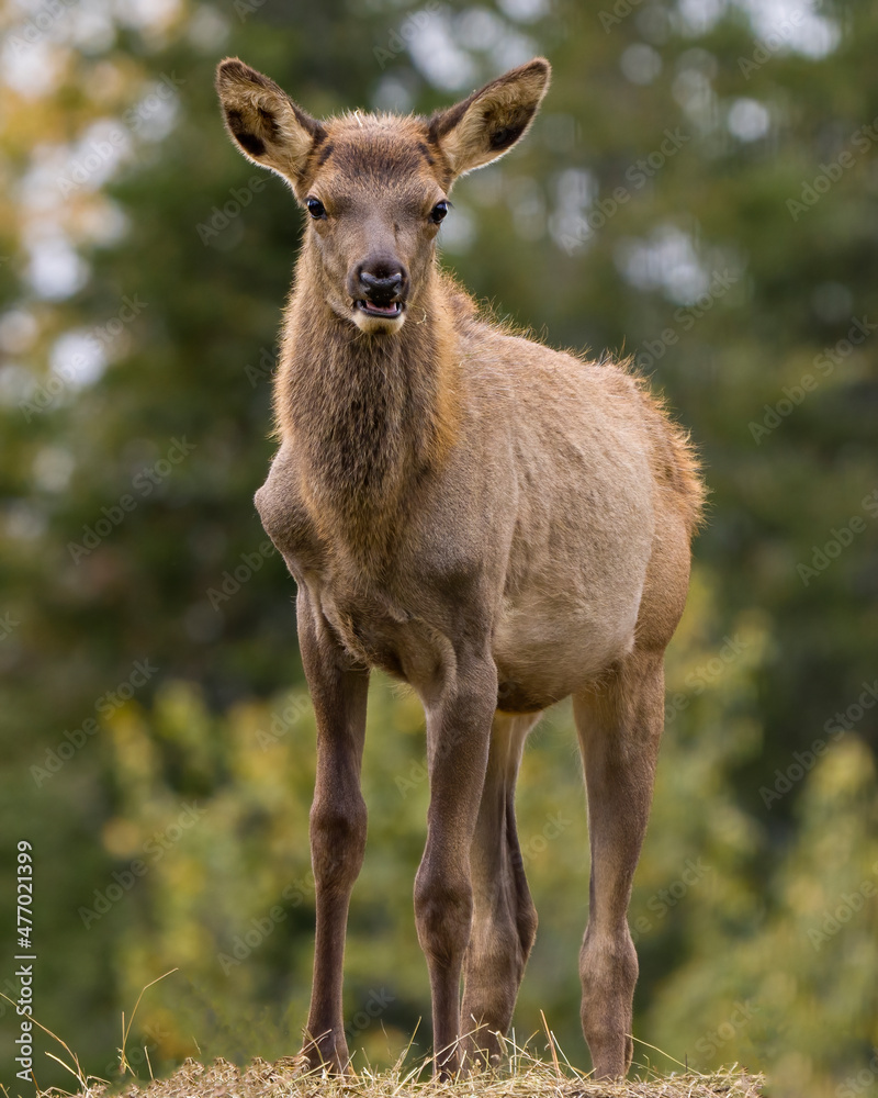 Elk Stock Photo and Image. Young animal close-up profile view looking at camera with a blur background in its environment and habitat surrounding. Elk Stock Photo and Image. Young animal close-up profile view looking at camera with a blur background in its environment and habitat surrounding.