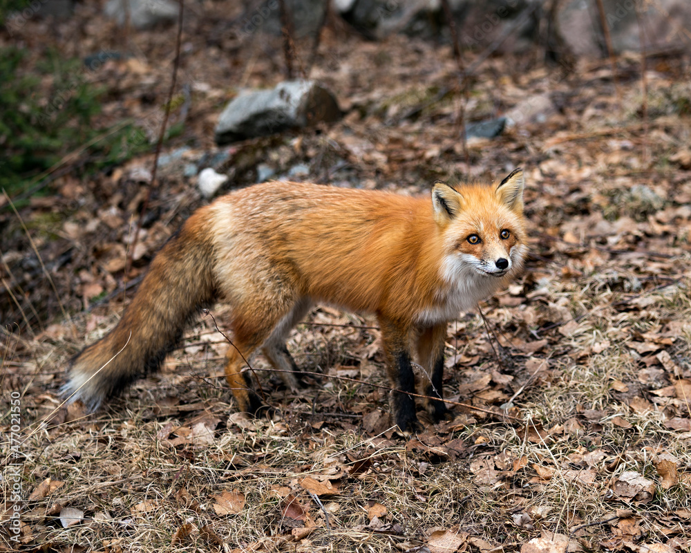 Red Fox Photo Stock. Fox Image. Close-up profile side view in the spring season with a blur brown leaves background in its environment and habitat displaying bushy tail, fur. Picture. Portrait. Red Fox Photo Stock. Fox Image. Close-up profile side view in the spring season with a blur brown leaves background in its environment and habitat displaying bushy tail, fur. Picture. Portrait.