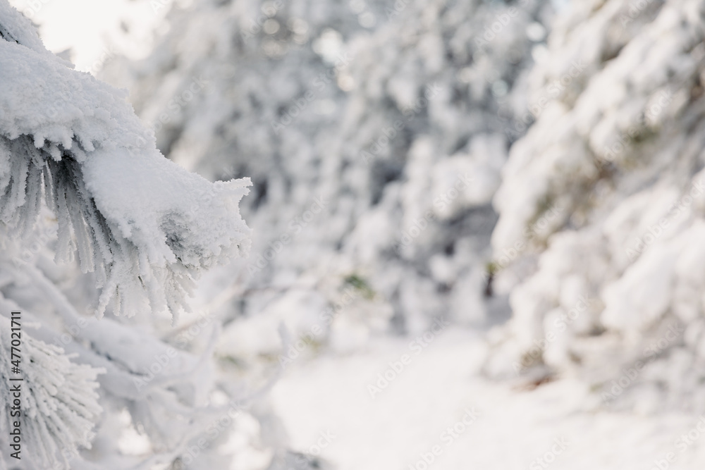 Winter forest with pine trees under snow. Frozen landscape with snow. New Year