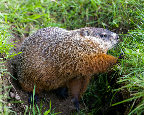 Groundhog Stock Photo. Close-up view at the entrance of its burrow with grass background in its environment and surrounding habitat. Image. Picture. Portrait.