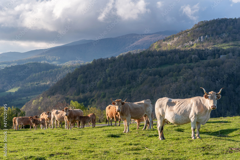 Pyrenean cows grazing in spring
