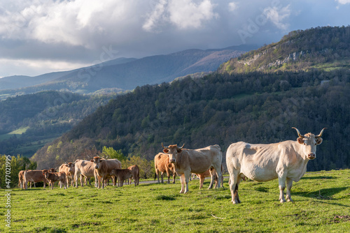 Pyrenean cows grazing in spring © Néstor MN