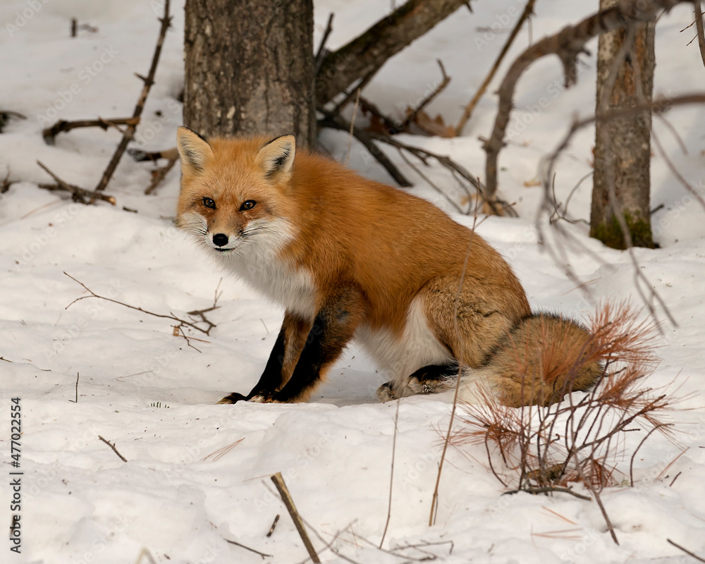 Obraz premium Red Fox Stock Photo. Fox Image. Close-up profile side view sitting on snow in its environment and habitat with blur forest background displaying bushy fox tail, fur. Picture. Portrait.
